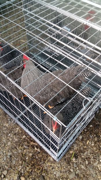  - fam 1 plymouth rock barat 2018