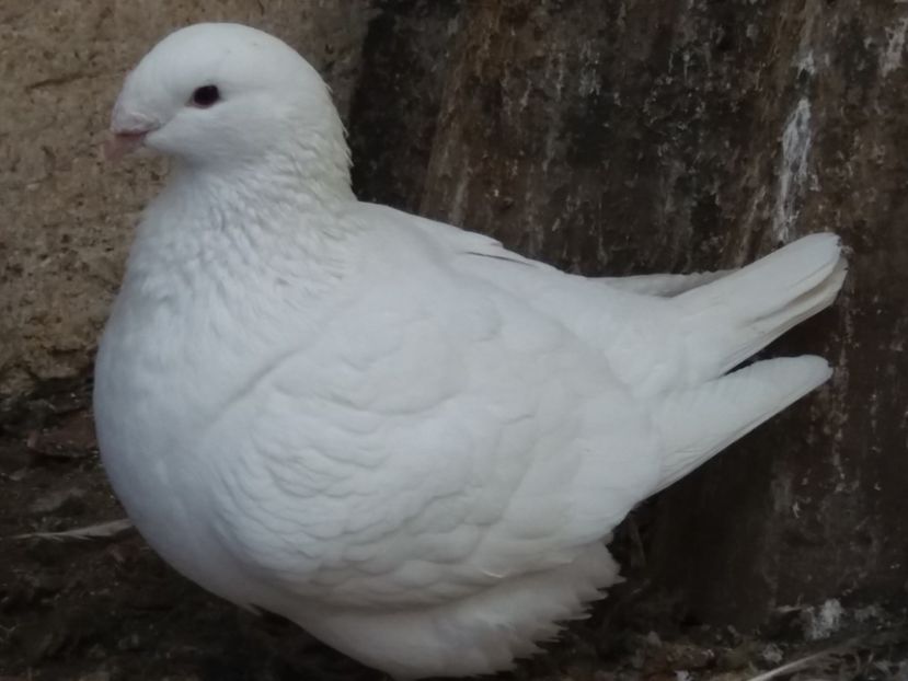 F-2016 - 2-AMERICAN GIANT HOMER