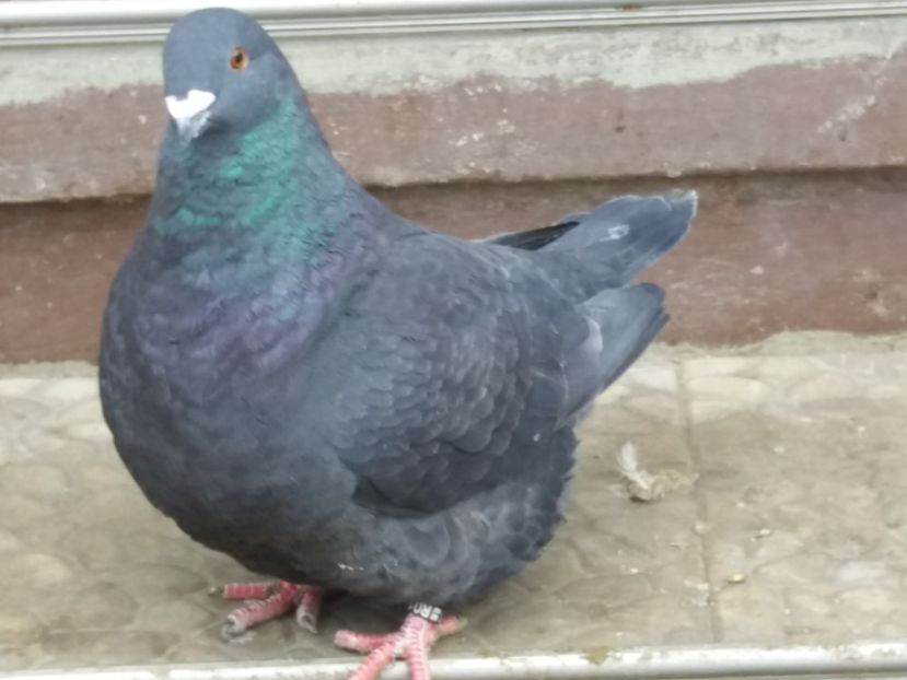 F-2016 - 2-AMERICAN GIANT HOMER