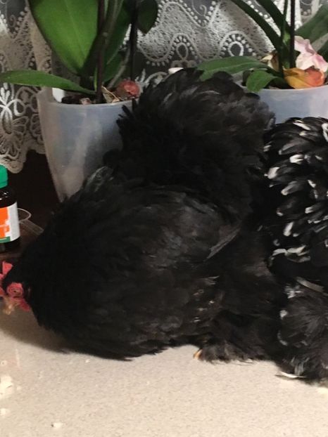 Veronica - COCHINCHINA PITIC