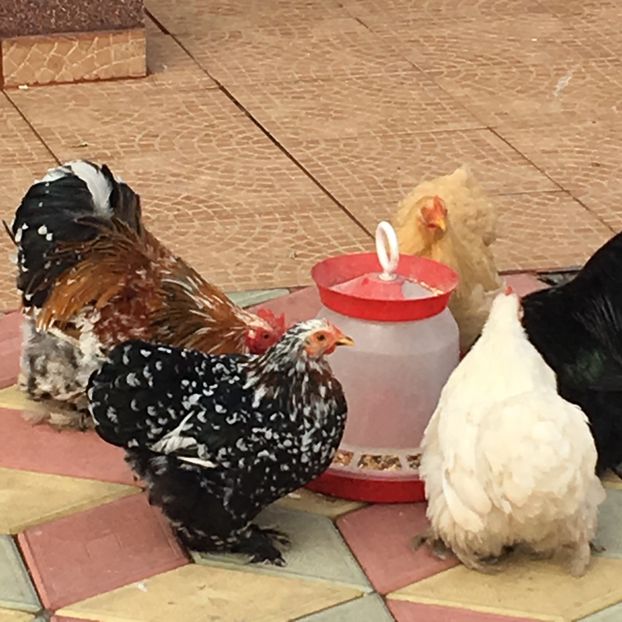 Mic dejun - COCHINCHINA PITIC