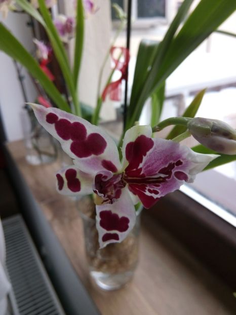 26.01.2017 - florile mele dragi