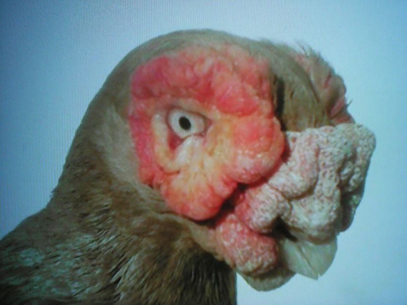 PEKANOVIC SERBIA - B E R B E R I  ---    BARBS  PIGEONS