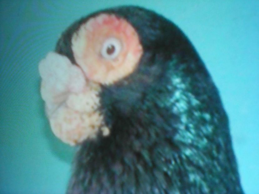  - B E R B E R I  ---    BARBS  PIGEONS