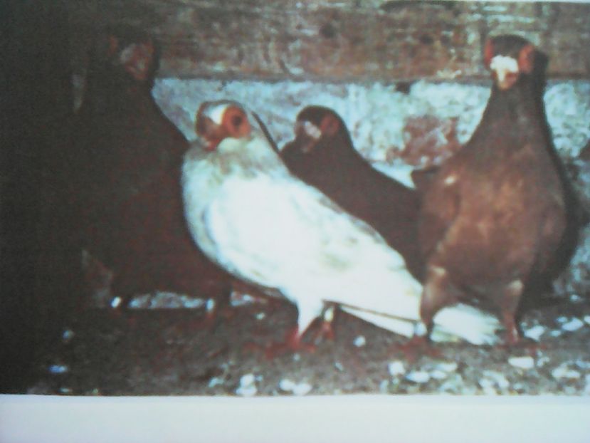 BEIUS  1992 - B E R B E R I  ---    BARBS  PIGEONS
