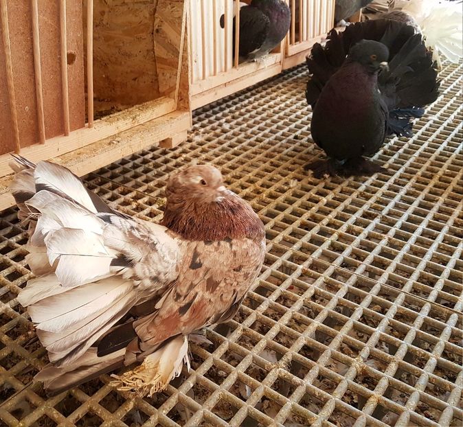  - VOLTATI INDIENI PENTRU 2023