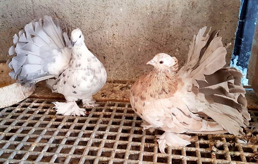  - VOLTATI INDIENI PENTRU 2023