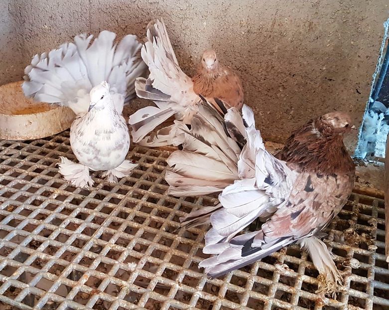  - VOLTATI INDIENI PENTRU 2023