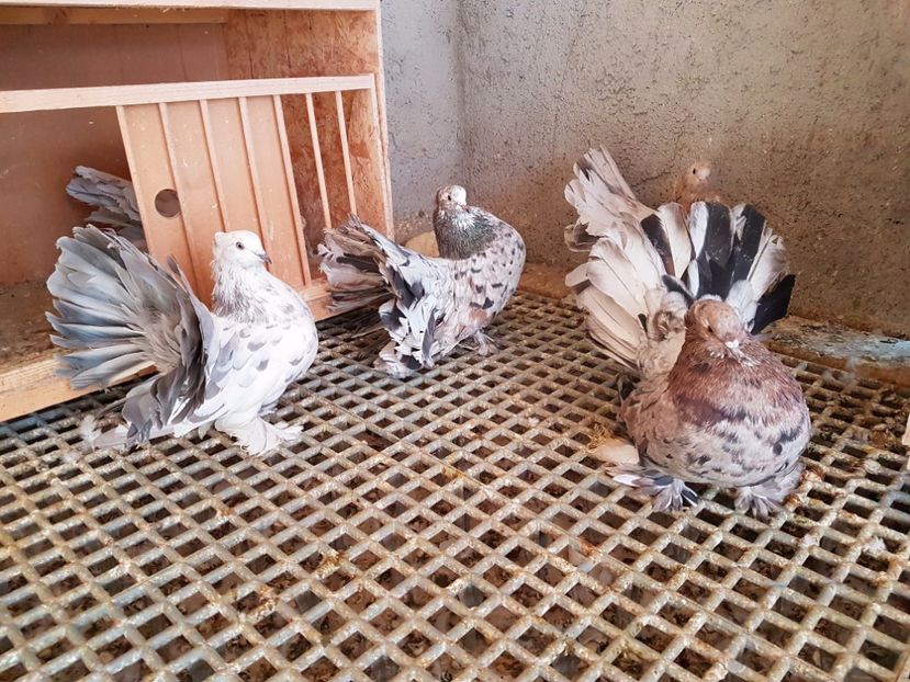  - VOLTATI INDIENI PENTRU 2023