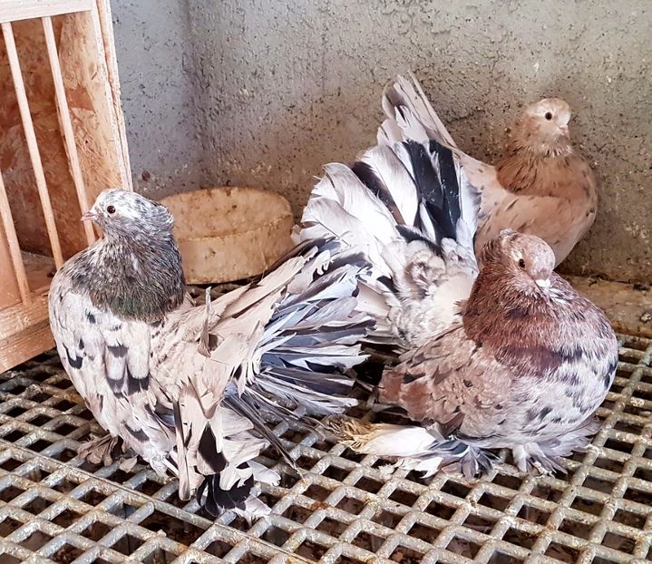  - VOLTATI INDIENI PENTRU 2023