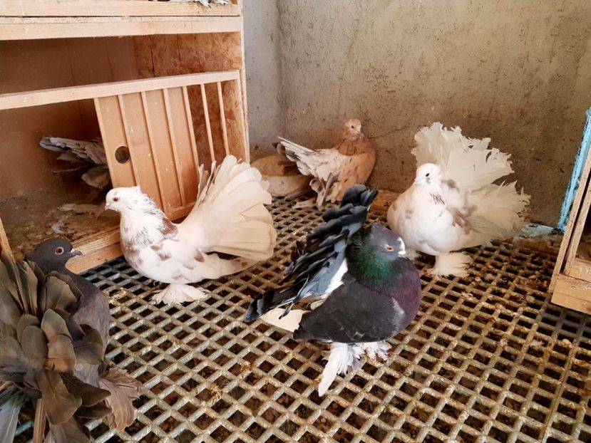  - VOLTATI INDIENI PENTRU 2023