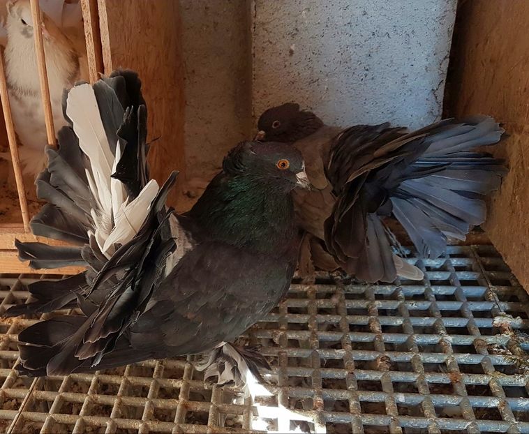  - VOLTATI INDIENI PENTRU 2023