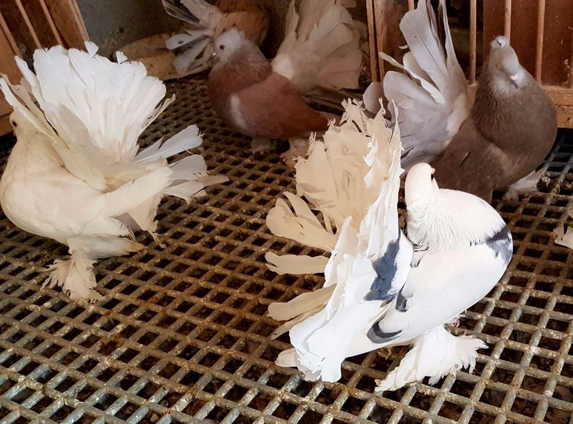  - VOLTATI INDIENI PENTRU 2023