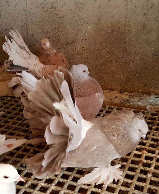  - VOLTATI INDIENI PENTRU 2023