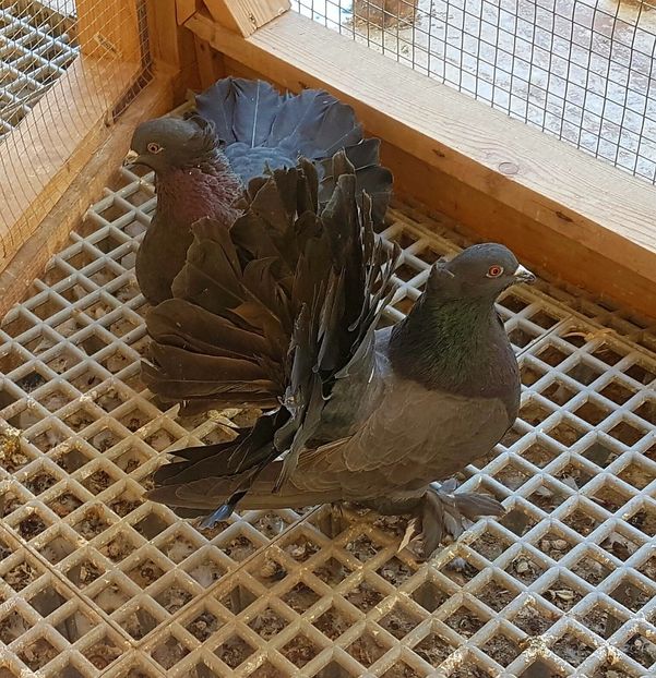  - VOLTATI INDIENI PENTRU 2023