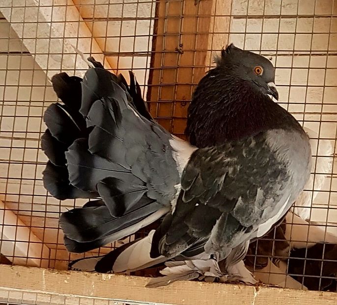  - VOLTATI INDIENI PENTRU 2023