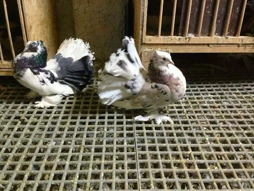 IMG-20170117-WA0015 - VOLTATI INDIENI PENTRU 2023