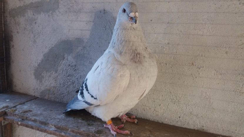 Mascul 03 - 2016 - vandut; Inel personal - 03. Pui din PORTOS - RONNA
