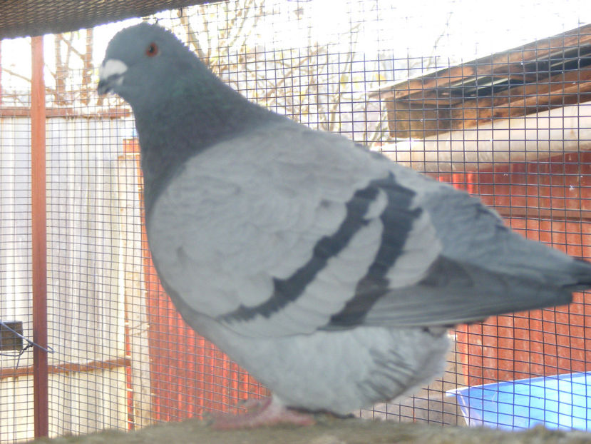 F 2014 VINDUTA FEB. 2017