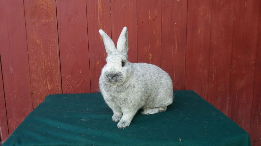 poza 10.01.2017 6.2 kg