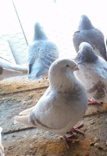 108159225_DODXLSJ - Argintii standard