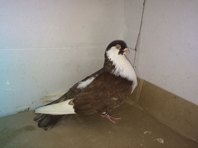 12154  mascul  2016 - Plecați ALBUM 1