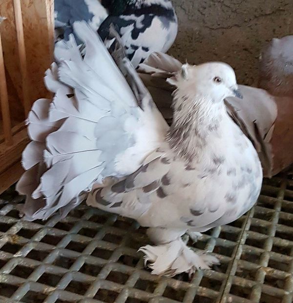  - VOLTATI INDIENI PENTRU 2023