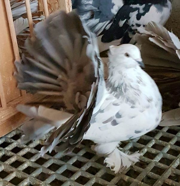  - VOLTATI INDIENI PENTRU 2023