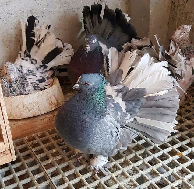  - VOLTATI INDIENI PENTRU 2023