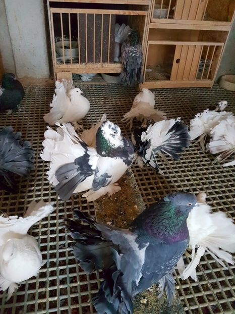  - VOLTATI INDIENI PENTRU 2023