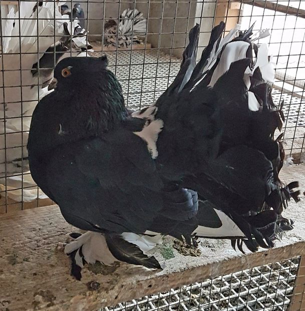  - VOLTATI INDIENI PENTRU 2023