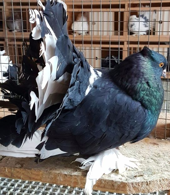  - VOLTATI INDIENI PENTRU 2023