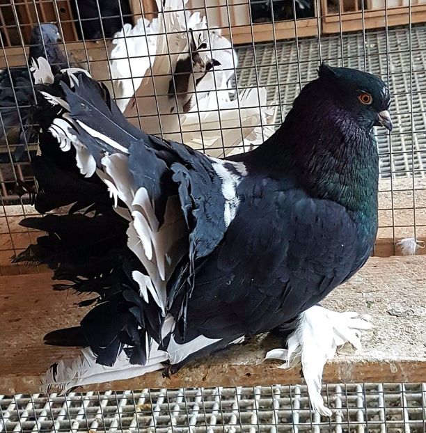  - VOLTATI INDIENI PENTRU 2023