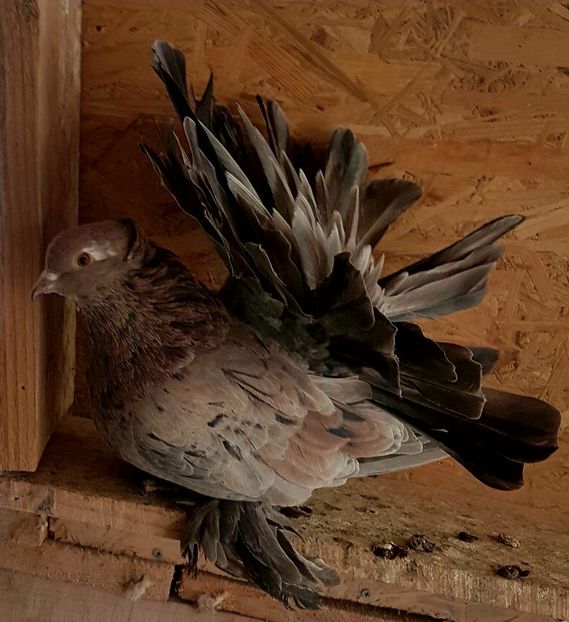  - VOLTATI INDIENI PENTRU 2023