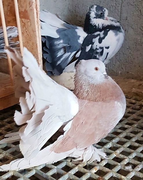  - VOLTATI INDIENI PENTRU 2023