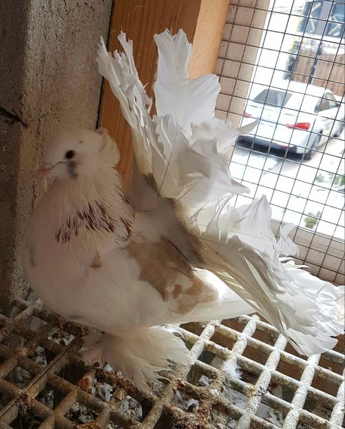  - VOLTATI INDIENI PENTRU 2023