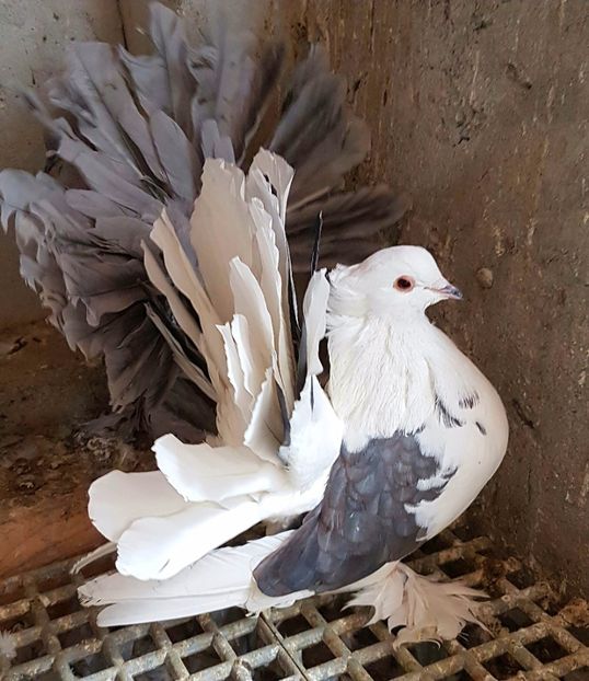  - VOLTATI INDIENI PENTRU 2023