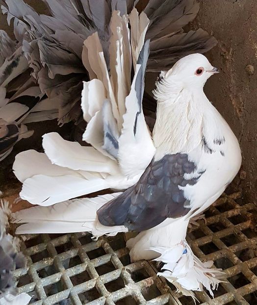  - VOLTATI INDIENI PENTRU 2023