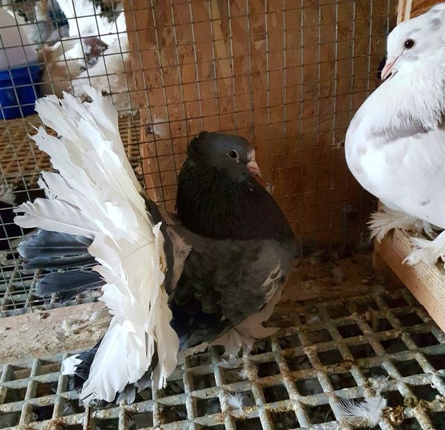  - VOLTATI INDIENI PENTRU 2023