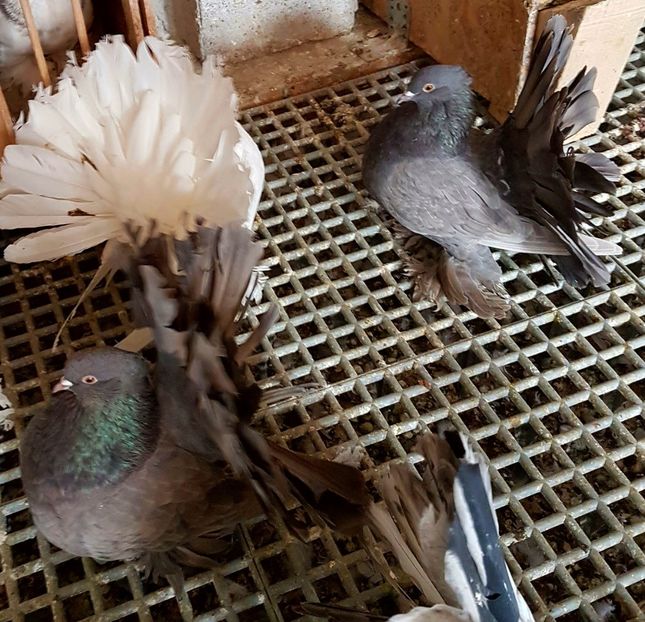  - VOLTATI INDIENI PENTRU 2023