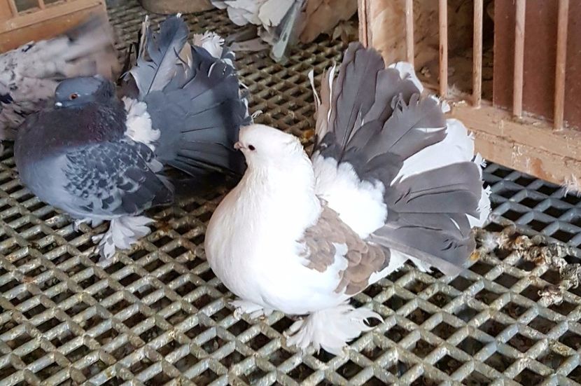  - VOLTATI INDIENI PENTRU 2023