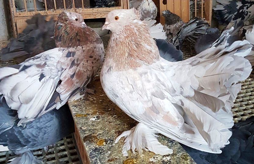  - VOLTATI INDIENI PENTRU 2023