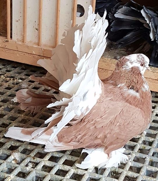  - VOLTATI INDIENI PENTRU 2023