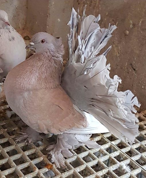  - VOLTATI INDIENI PENTRU 2023