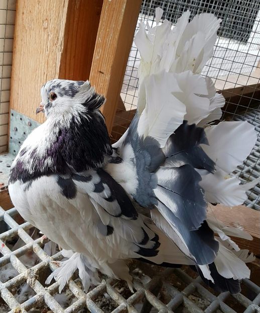  - VOLTATI INDIENI PENTRU 2023