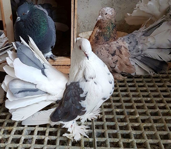  - VOLTATI INDIENI PENTRU 2023