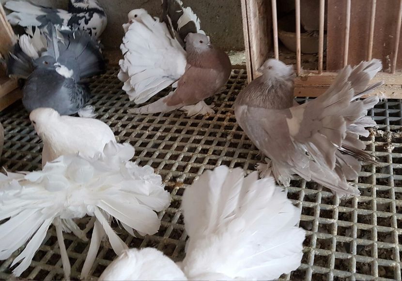  - VOLTATI INDIENI PENTRU 2023