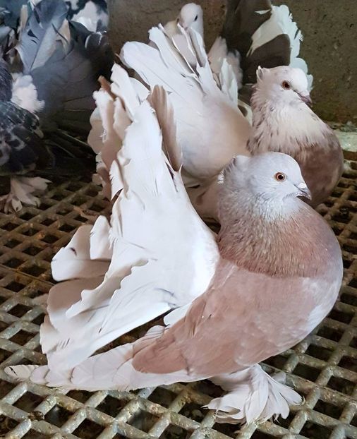  - VOLTATI INDIENI PENTRU 2023