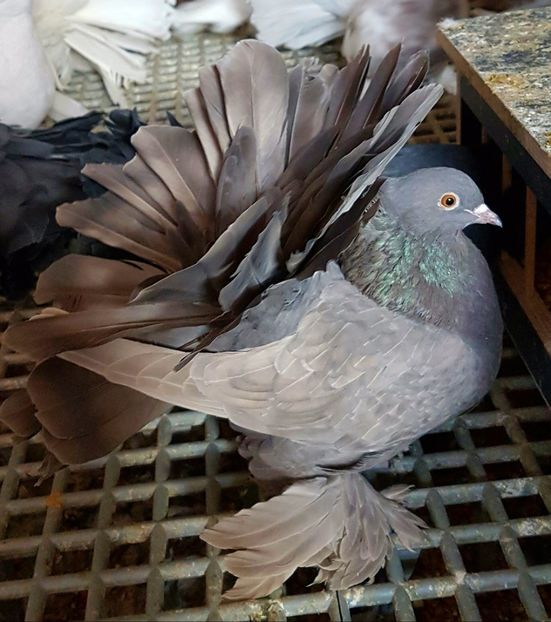  - VOLTATI INDIENI PENTRU 2023