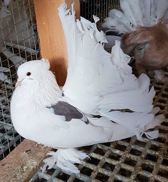  - VOLTATI INDIENI PENTRU 2023